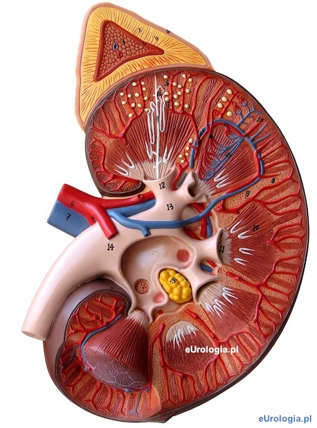 Anatomia nerek