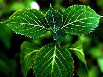 Yohimbine w leczeniu problemów z erekcją